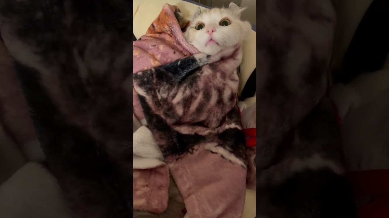 おくるみされて静止画になった猫 #アメリカンカール #猫