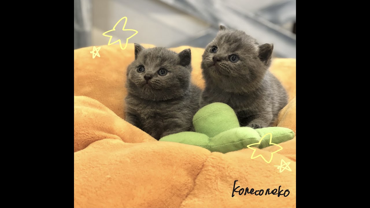 【ブリティッシュショートヘア　子猫】３つ子の子猫ちゃん🎃