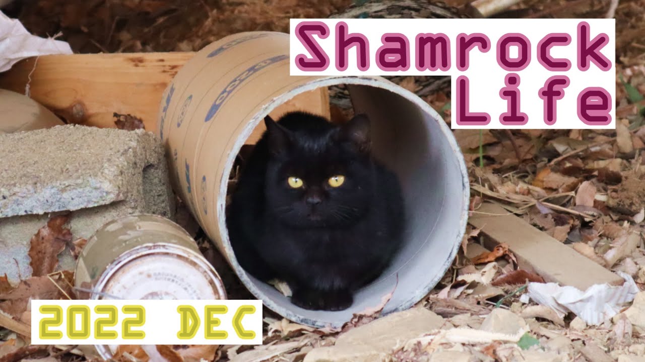 黒猫おこげ/12月のVlog