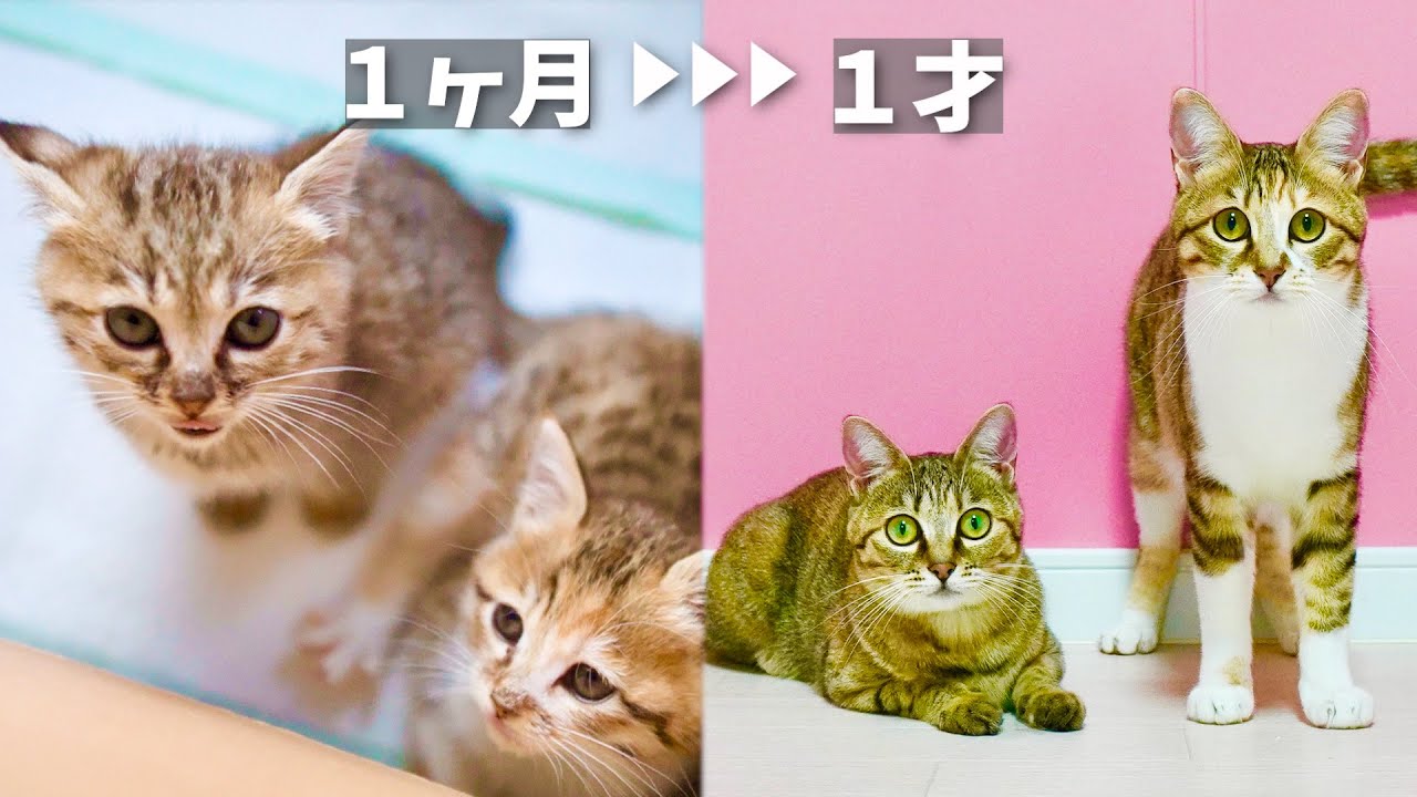 草むらで弱ってた子猫姉妹を保護して立派な美猫になるまでの成長記録【後編】