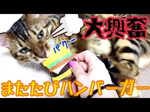 またたび入りハンバーガーに大興奮のベンガル猫テト！