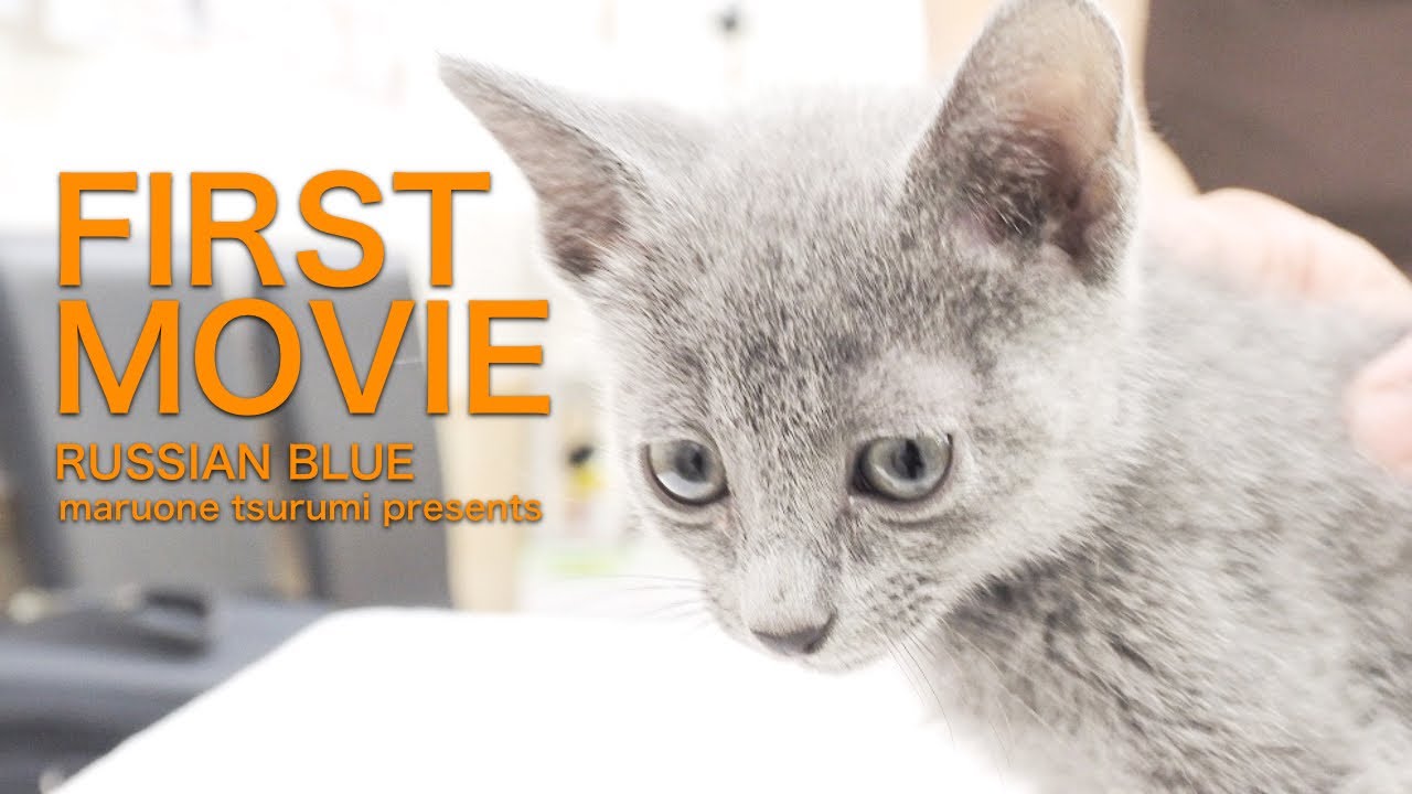 2022年12月26日撮影【ロシアンブルー】FIRSTMOVIE