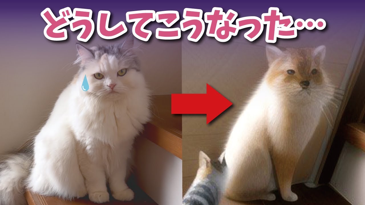 話題のAIイラストメーカーで猫を変換したらとんでもない事になりました笑【関西弁でしゃべる猫】