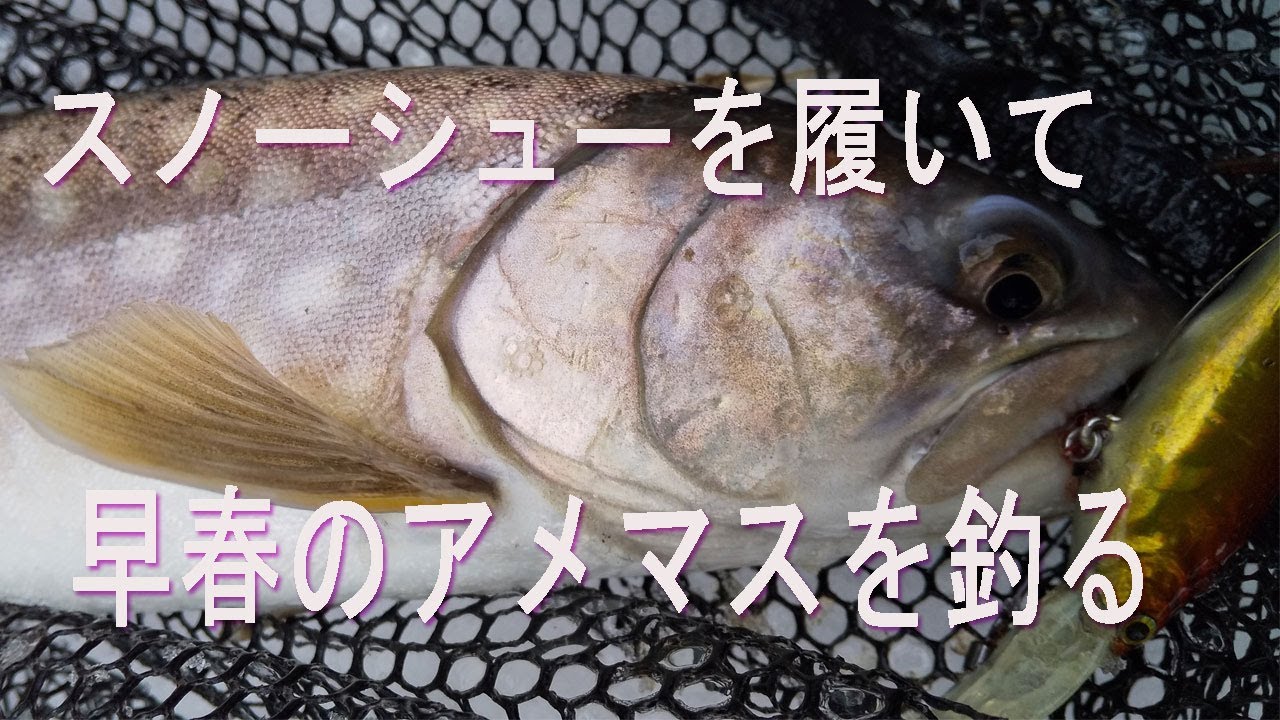 スノーシューを履いて、早春のアメマスを釣る
