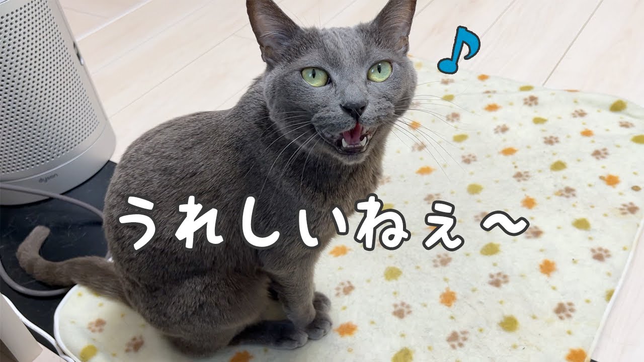 【娘撮影】冬休みになって娘と幸せな時間を満喫する猫ハムちゃん