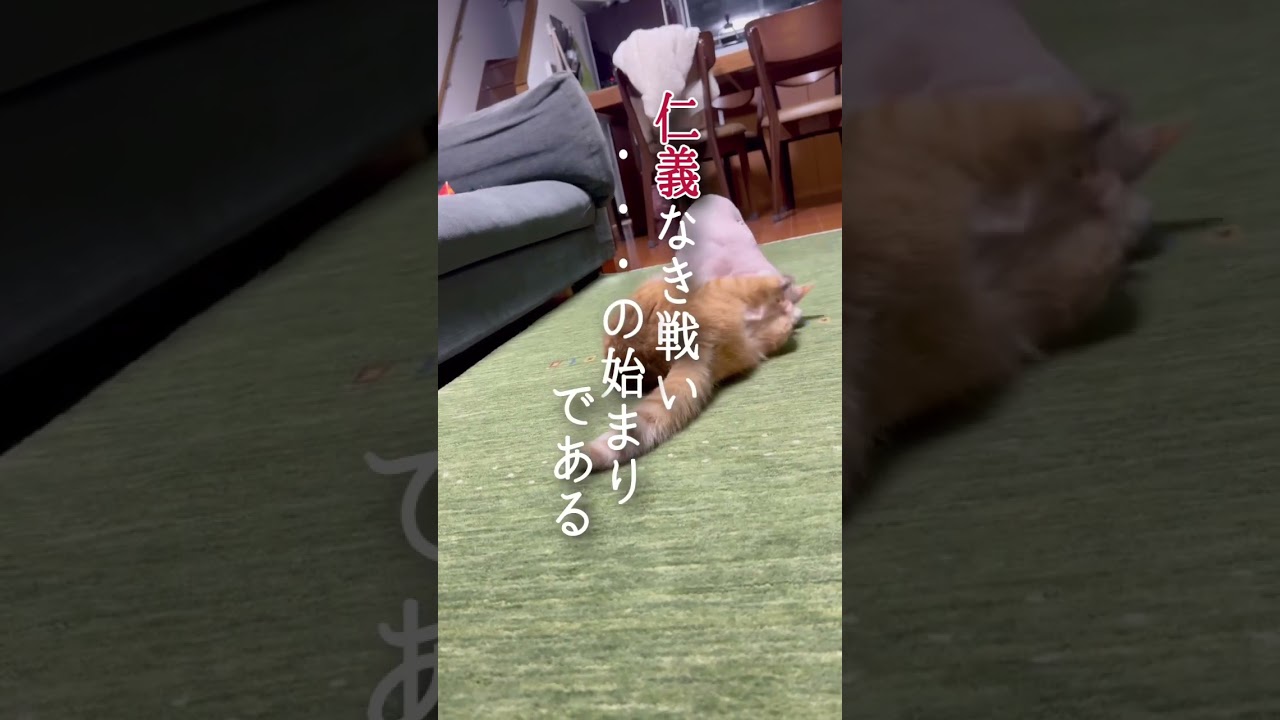 スフィンクス猫vs秘技ドラえもんのおてて #G1ファンファーレ #shorts