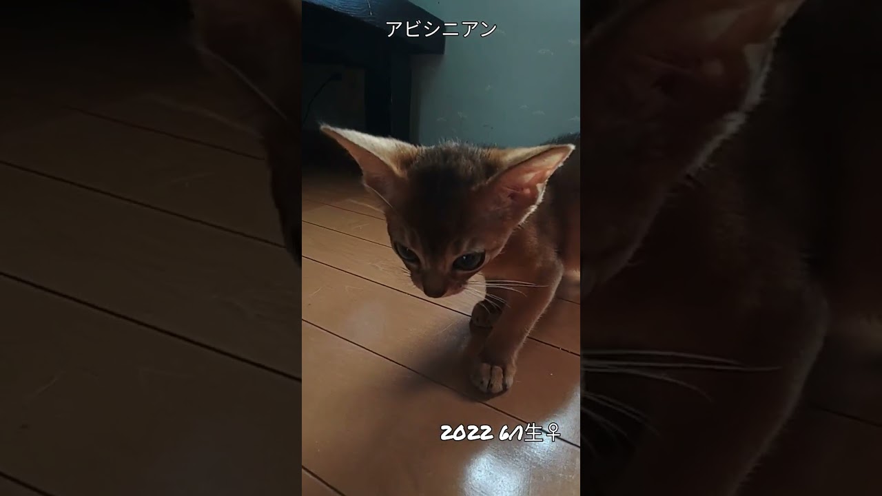 #キョロキョロ#アビシニアン