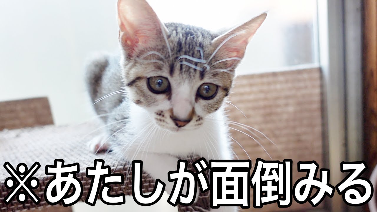 どうしても赤ちゃん猫のお世話がしたい子猫…笑