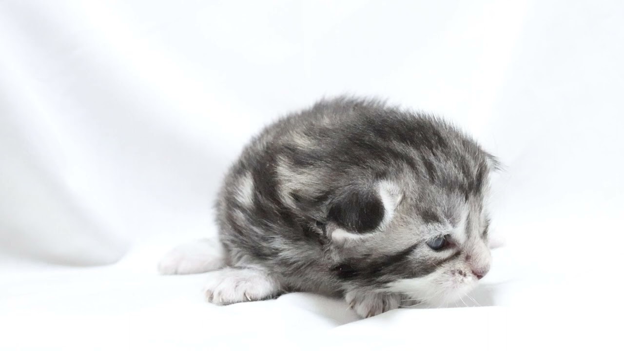 シルバーのメインクーン子猫ルカ君