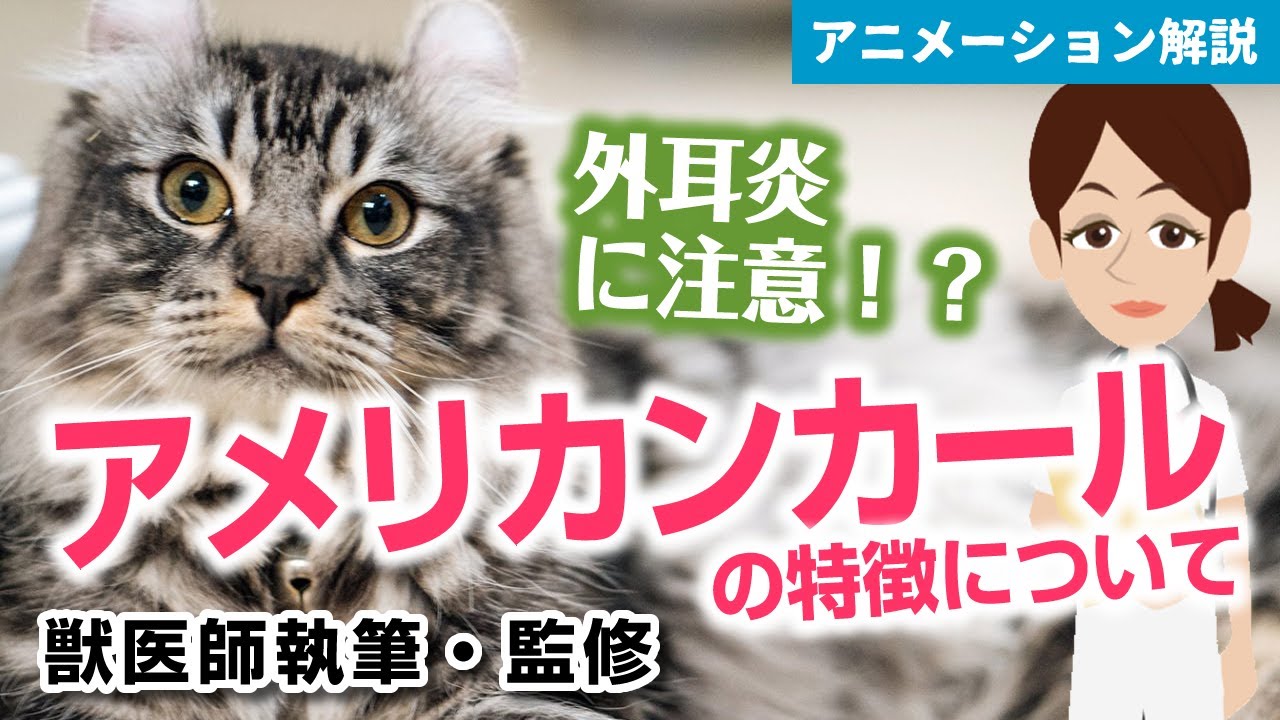 アメリカンカールの特徴や気を付けたい病気など【獣医師執筆監修】