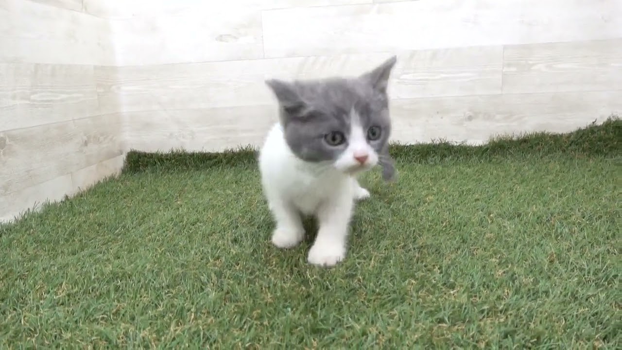 Coo&RIKU　No00610320 ブリティッシュショートヘアー