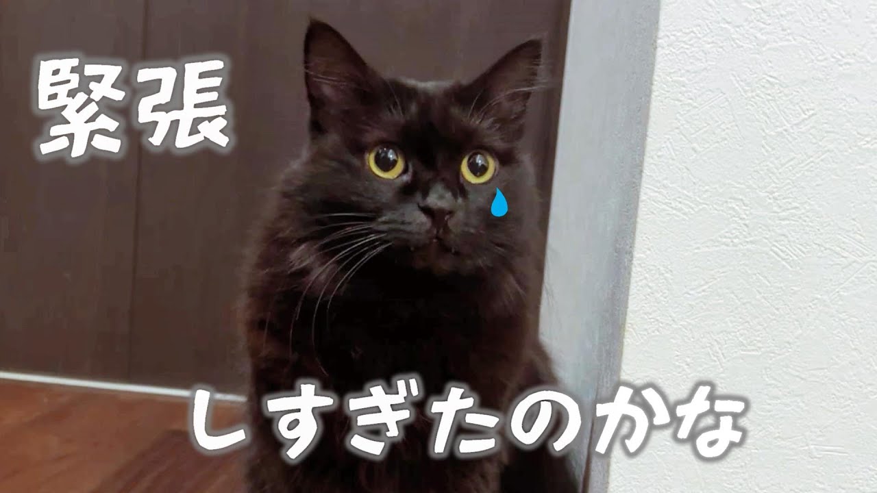 初対面は前途多難？りんちゃんと会ったモカが体調不良に　662話