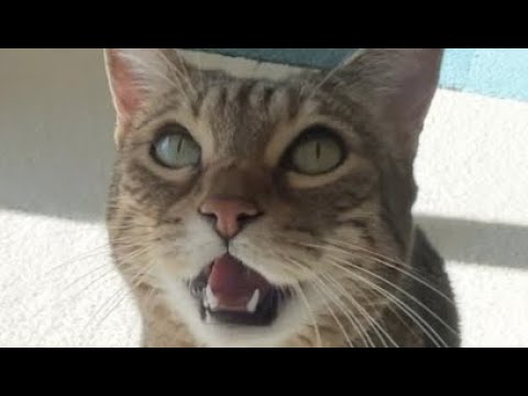 ベンガル猫の鳴き声をご堪能あれ