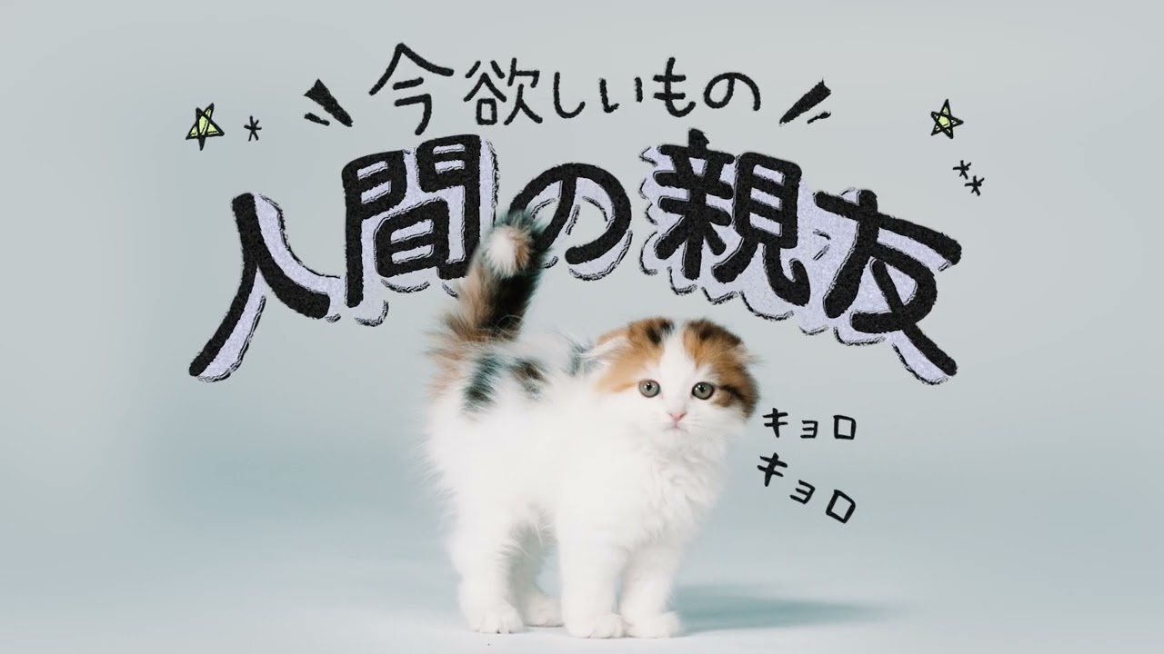ペットショップCOO＆RIKU「新しい家族候補」スコティッシュフォールド篇　クーリク