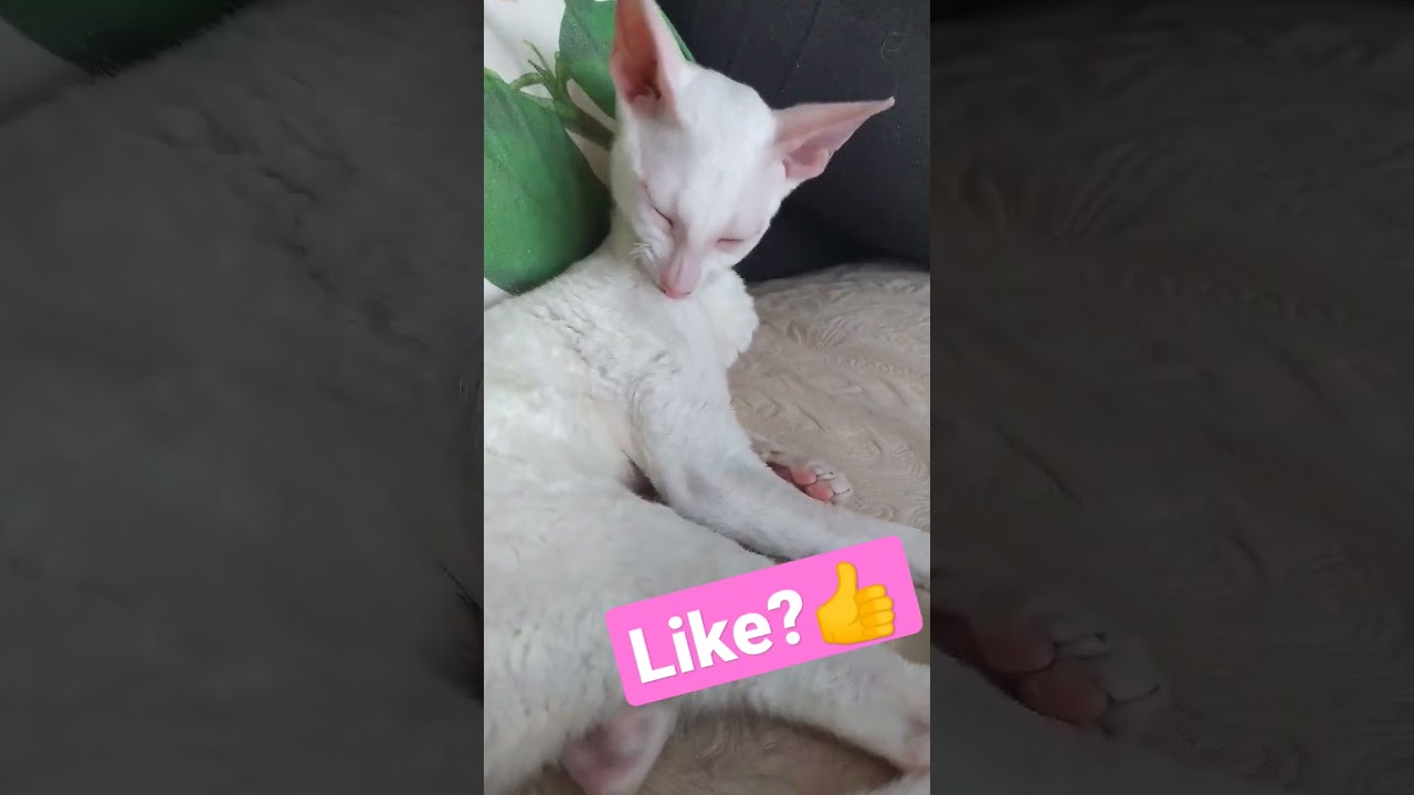 Cornish Rex is beautiful 😍 #cat #cornishrex #shorts #love #funny