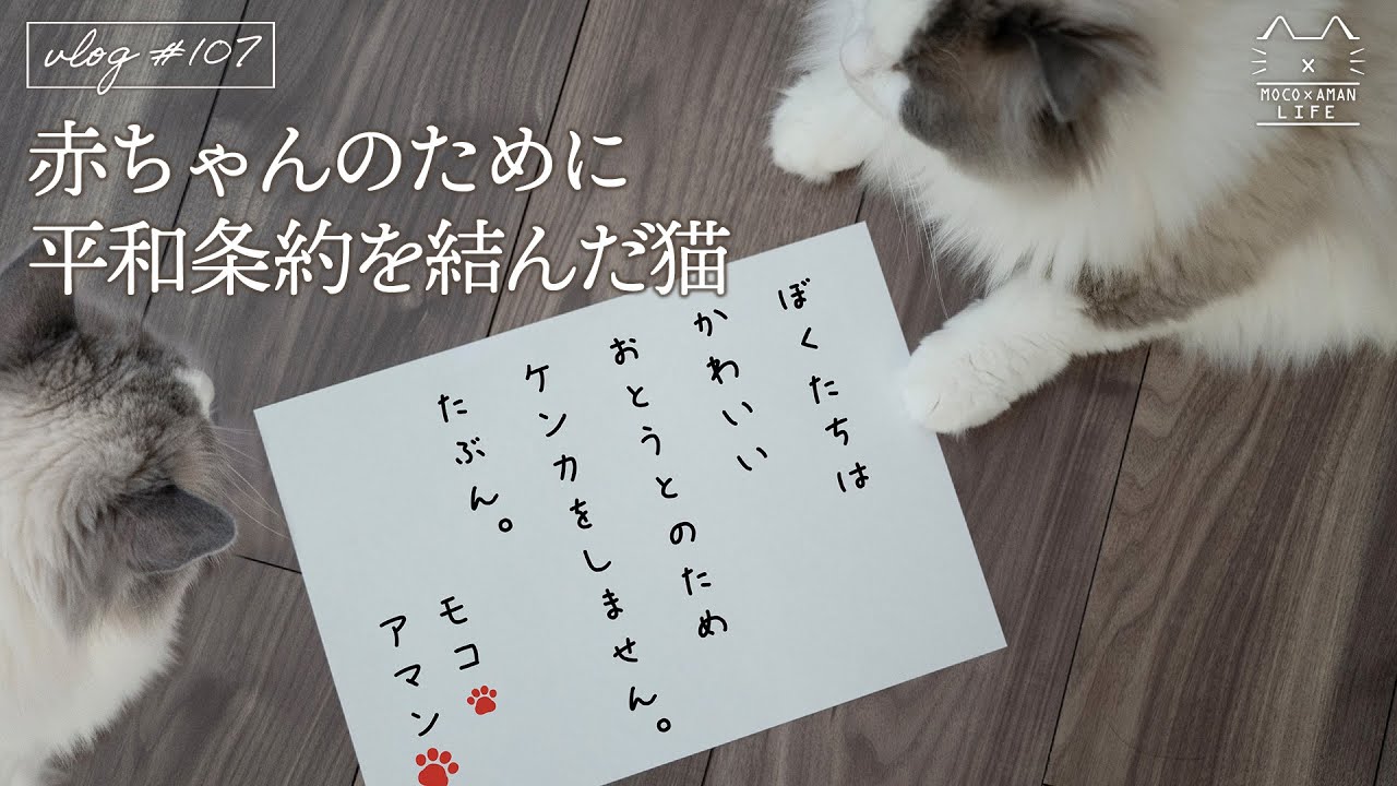赤ちゃんのために平和条約を結んだ猫兄弟｜ラグドール猫 #107