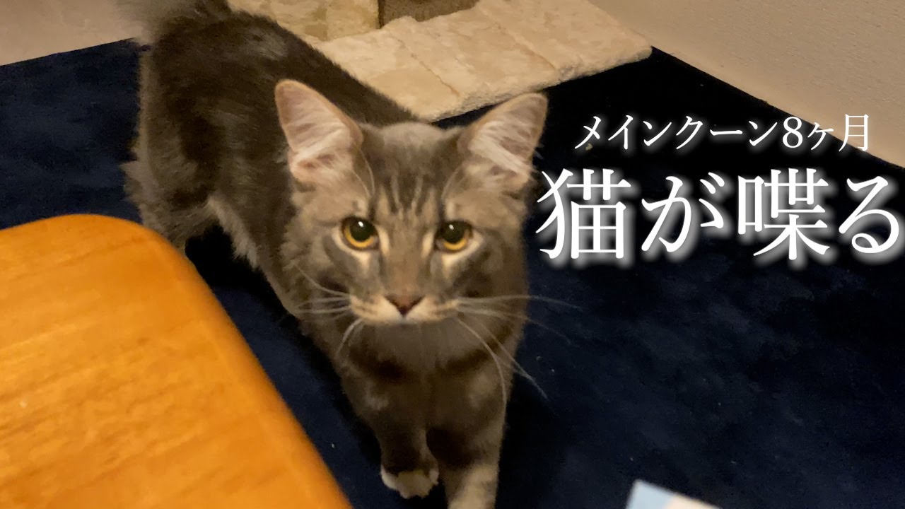 しゃべる猫のメインクーン、おねだりが可愛すぎる！