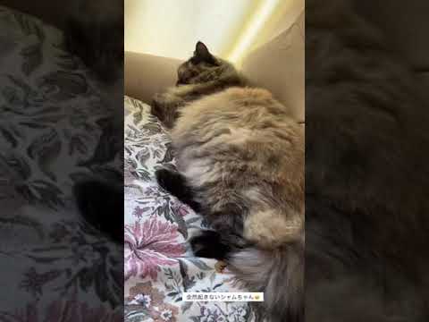 全然起きないシャムちゃん😅