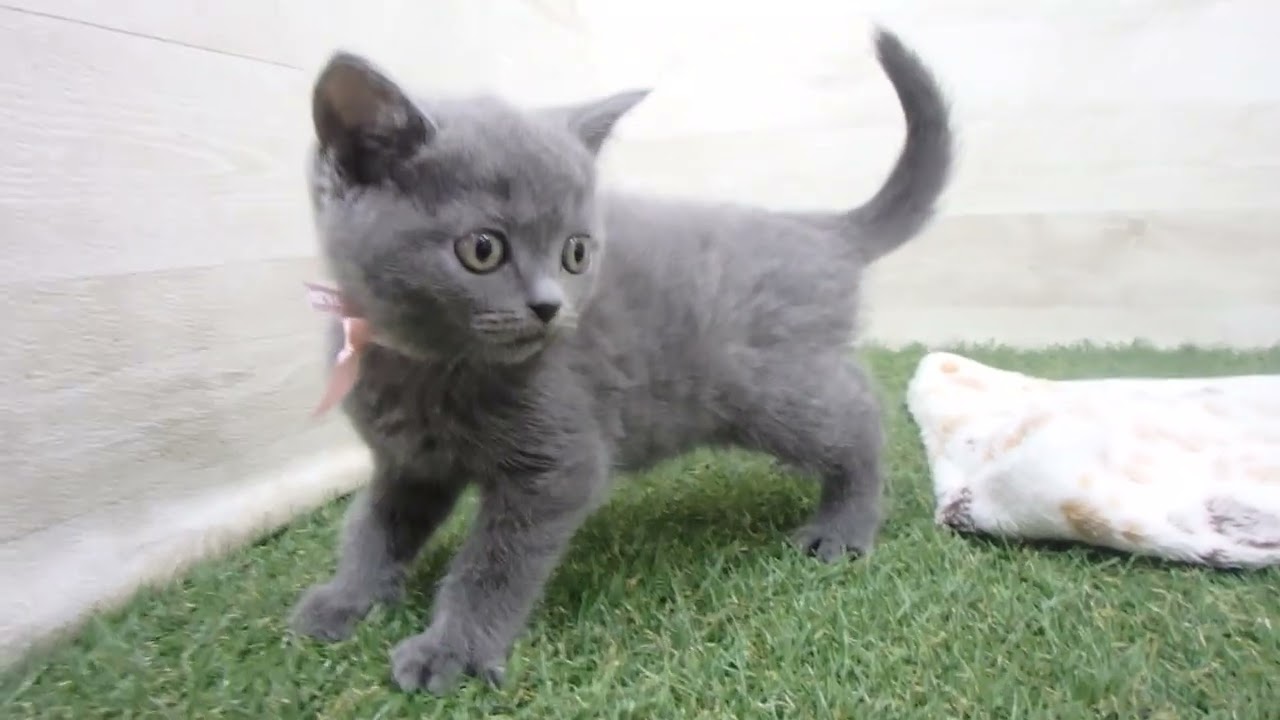 00612605 ブリティッシュショートヘアー