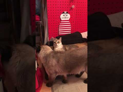 寝場所を狙われているシンガプーラなのにゃ♪➂