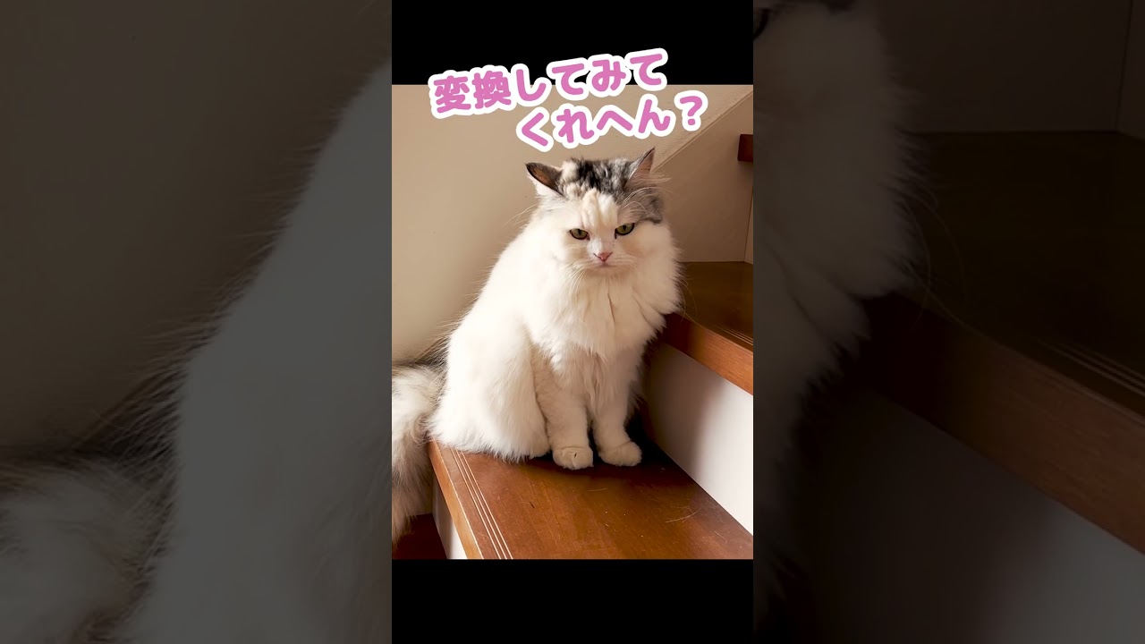 AIイラストメーカーを使ってみたらとんでもない事になった猫 #Shorts