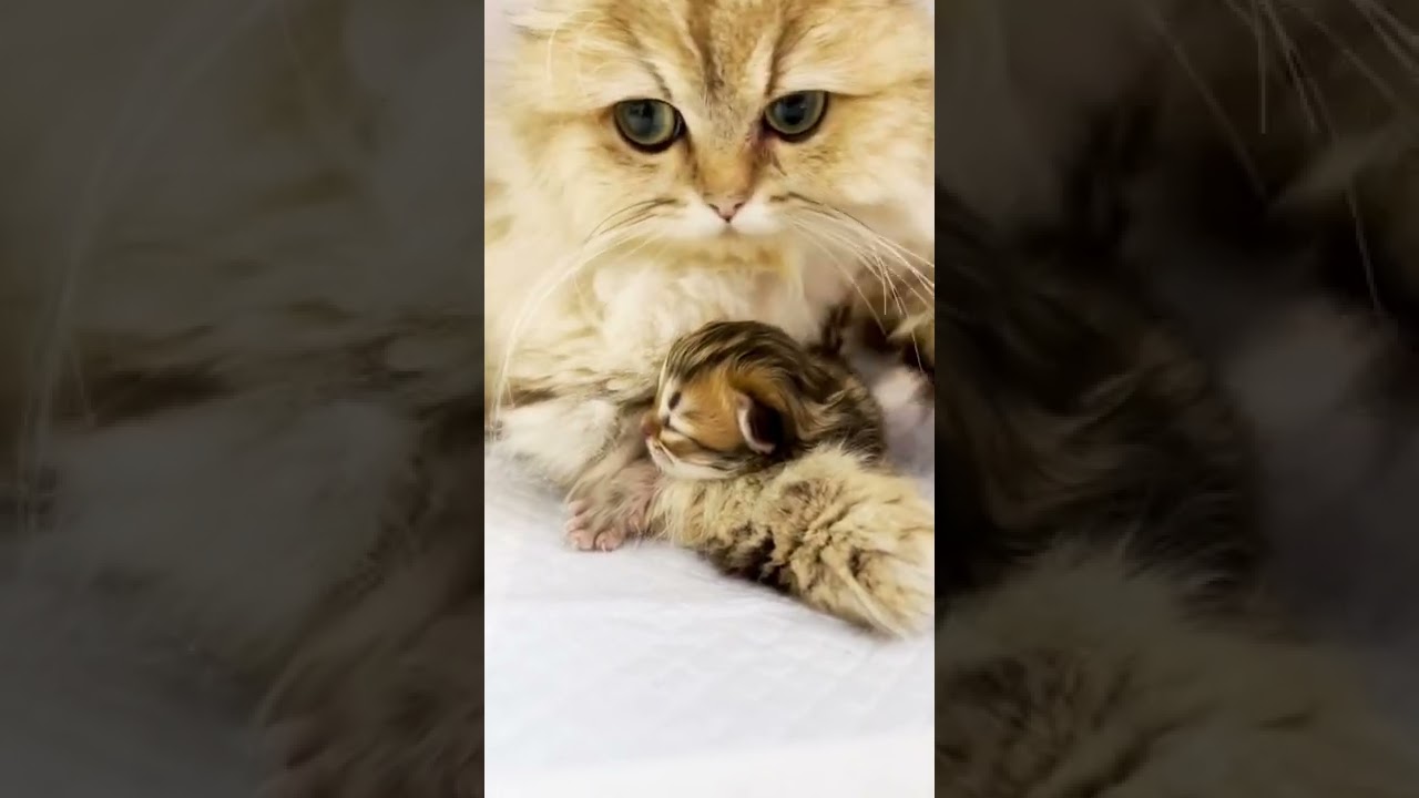 【子猫の成長記録】#shorts #ミヌエット #マンチカン #子猫
