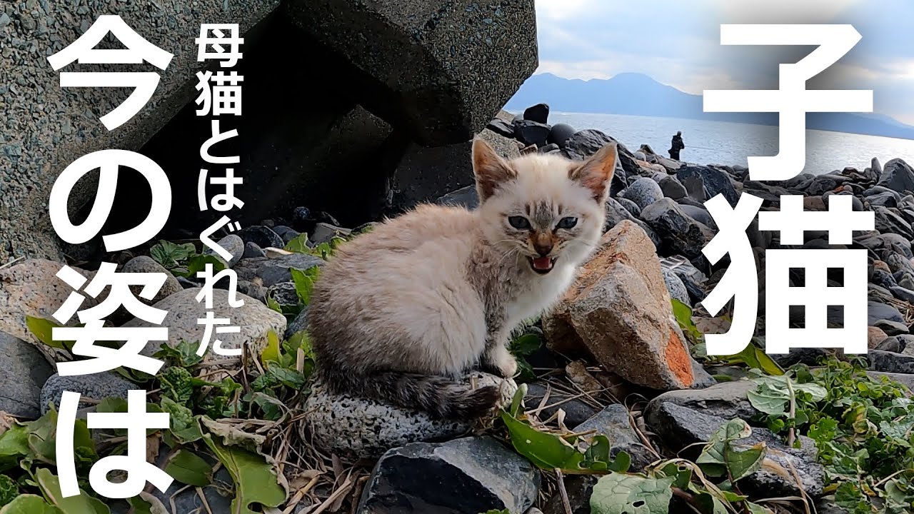 【あの時の子猫】母猫とはぐれた子猫にもう一度会ってみると…