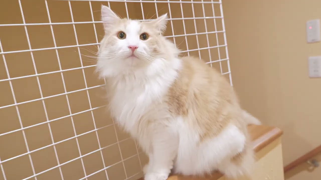 【ストレス発散】ノルウェージャンフォレストキャットの独特なストレス発散方法www