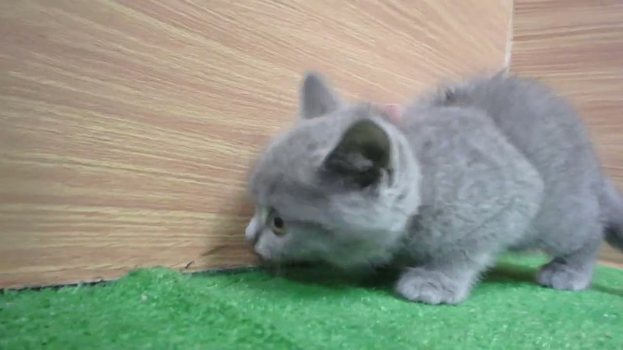 Coo&RIKU　No00608619 ブリティッシュショートヘアー