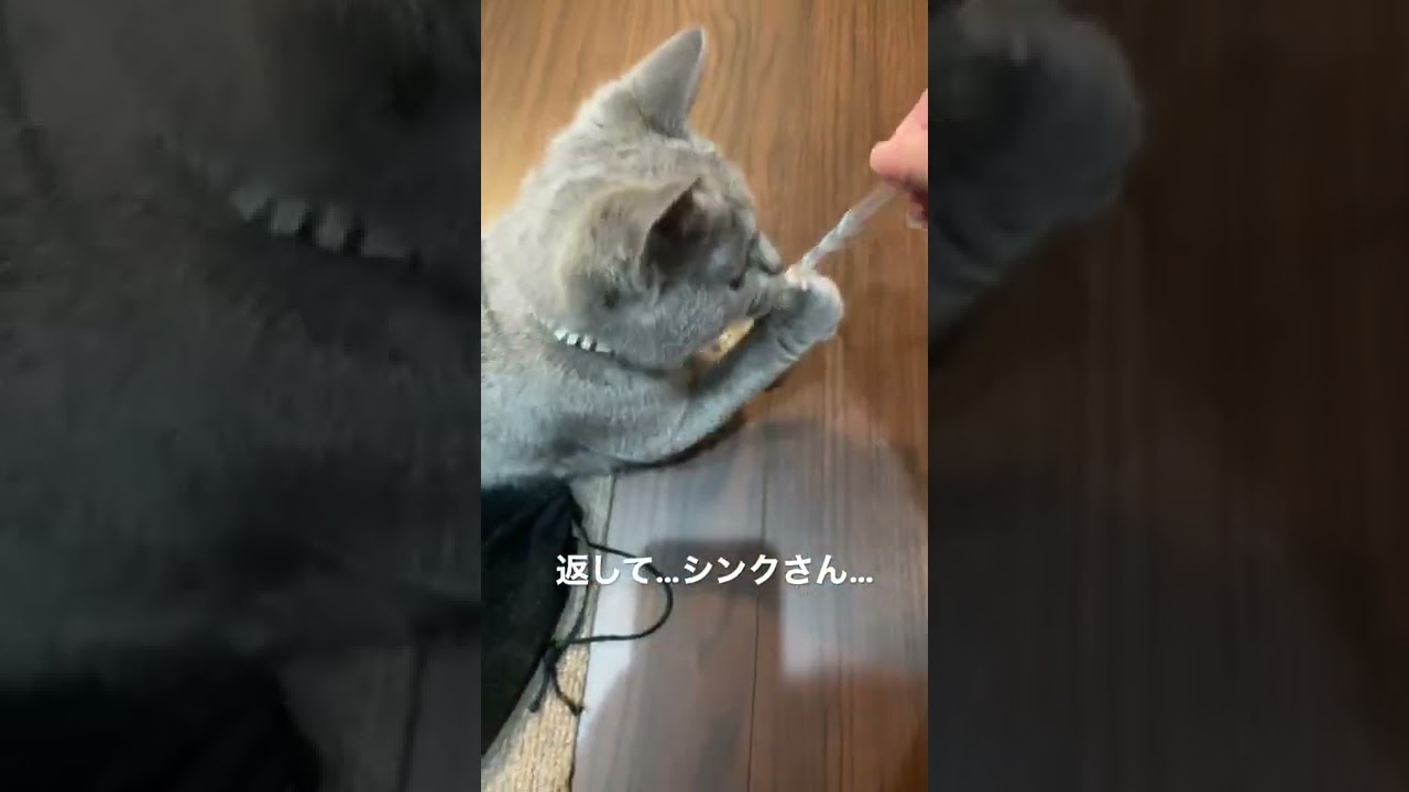 シャルトリューの子猫はストローがお気に入りのようです #シャルトリュー #猫 #猫のいる暮らし #chartreux