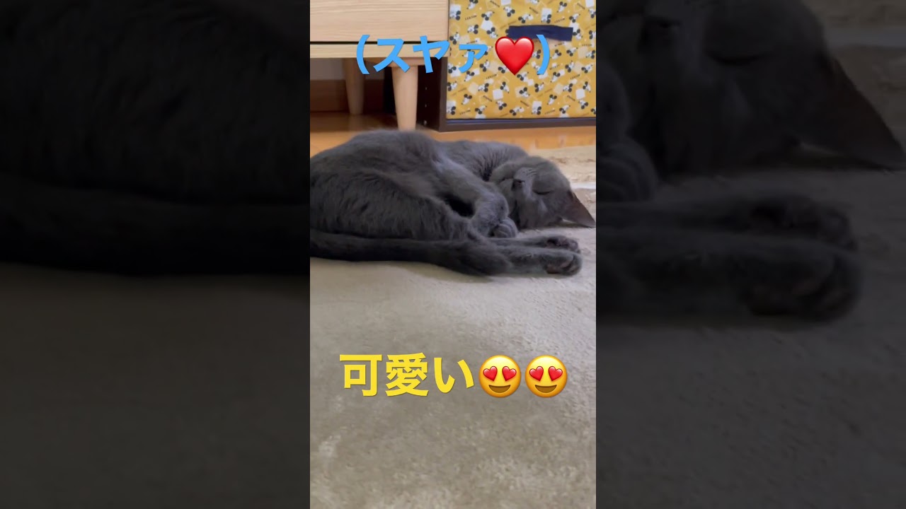 可愛くてごめん、な猫（ロシアンブルー）#shorts