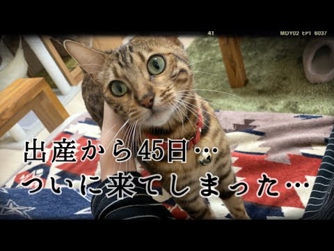 ベンガル猫ベルの出産から45日…恐れていた事が…