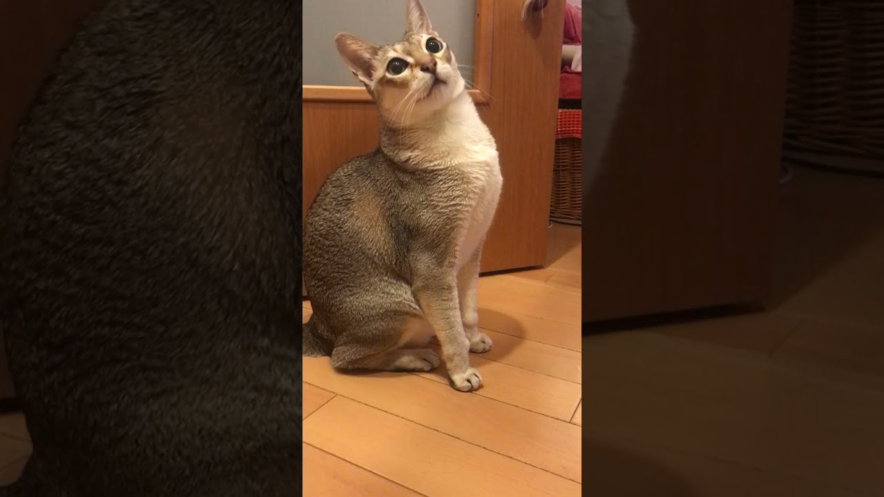 ネジネジをチョイチョイするシンガプーラなのにゃ♪