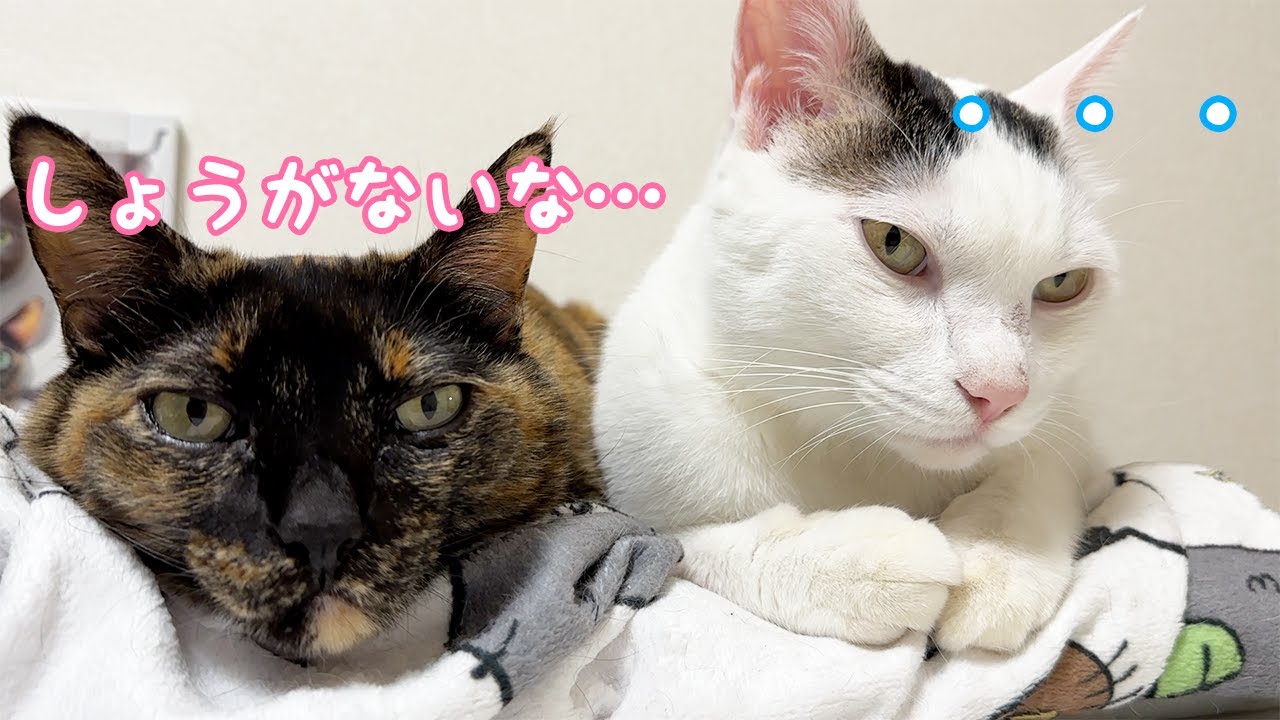 最近喧嘩ばかりの兄妹猫が仲良く寝てました！