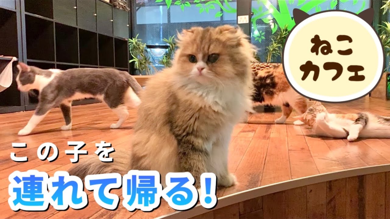 猫カフェのスコティッシュフォールドを飼うと決めた日