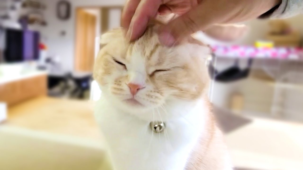子猫のイタズラを偶然目撃してしまったハスキー犬と猫の反応がこちら
