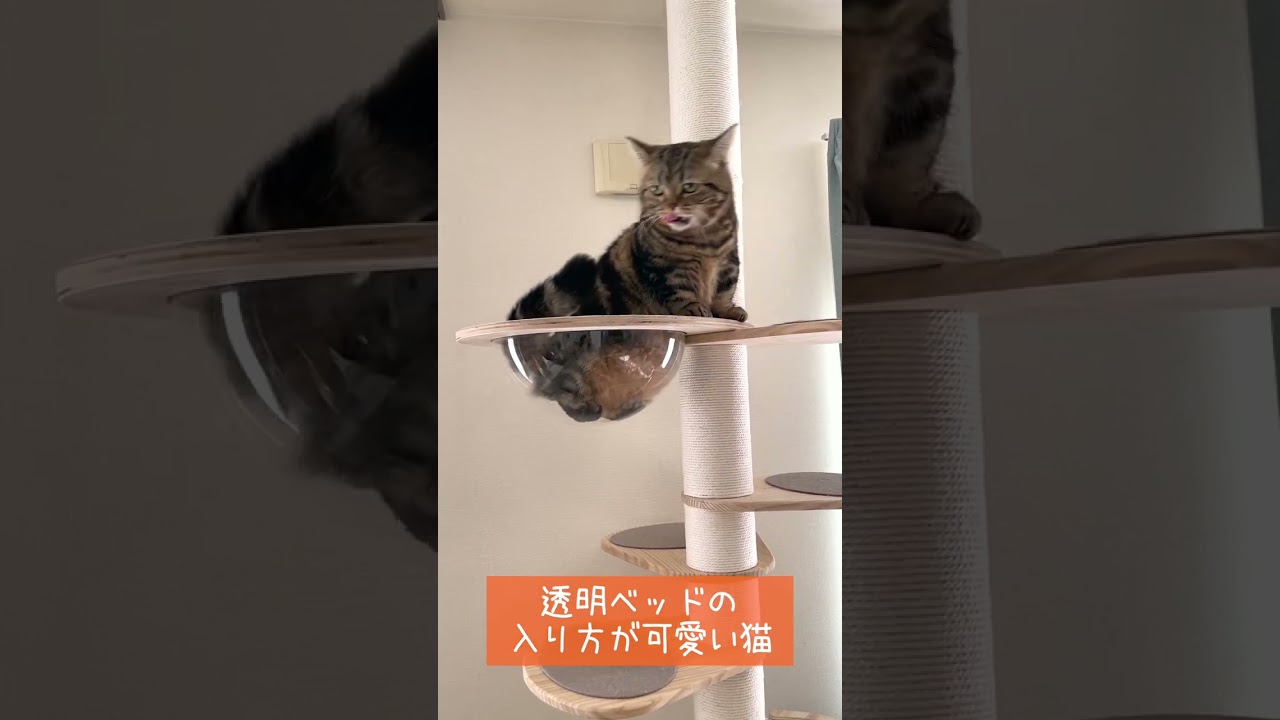 お風呂に浸かるみたいにベッドに入る猫