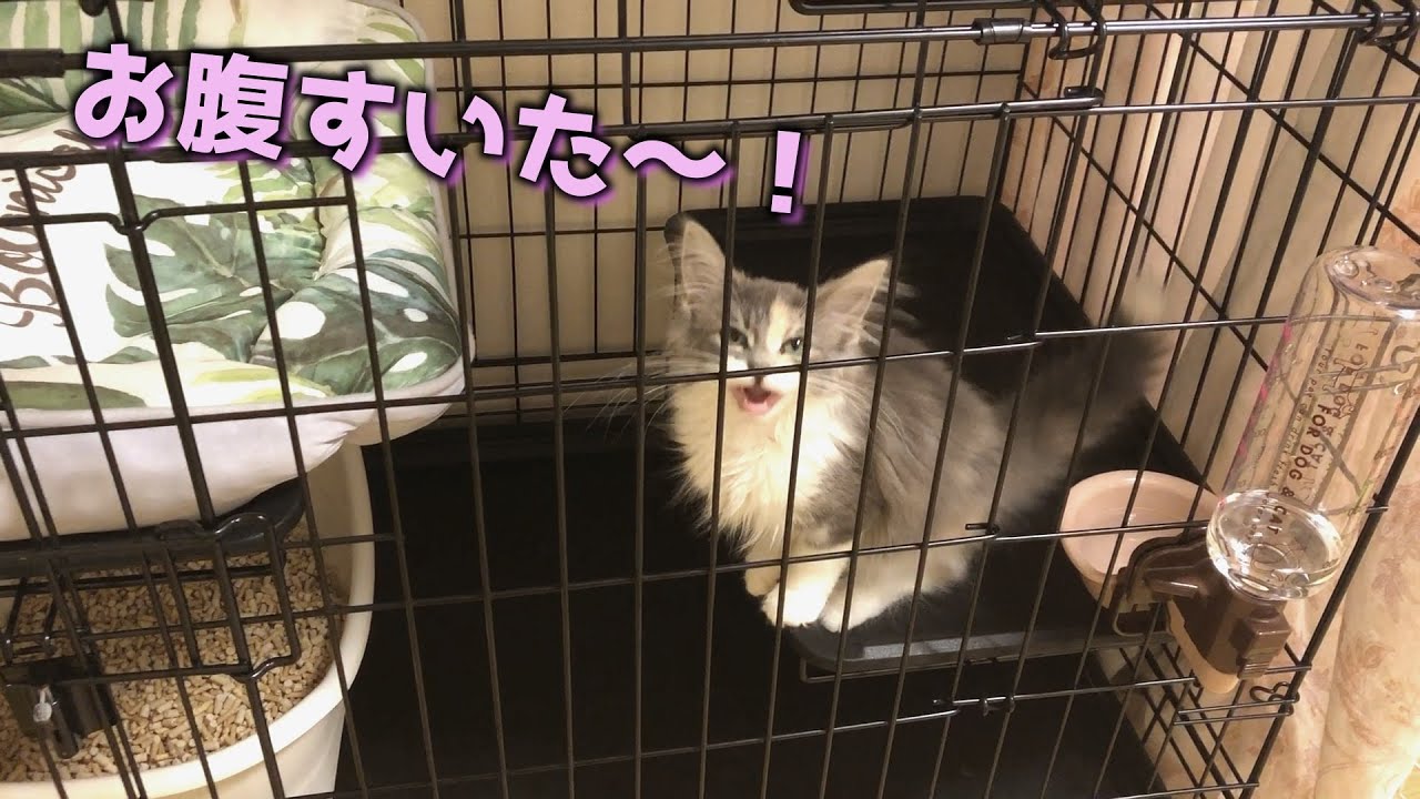 かわいい鳴き声でごはんを催促する子猫…【ノルウェージャンフォレストキャット】