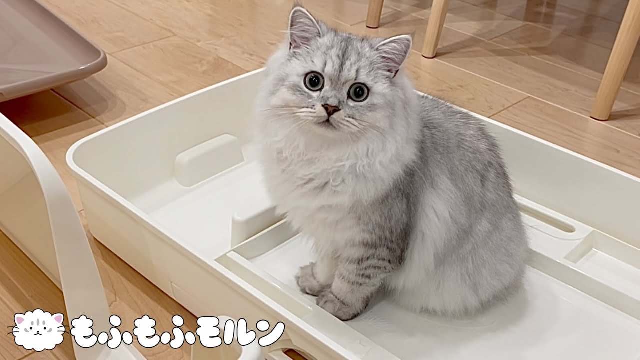 子猫と一緒にデオトイレ快適ワイドを開封しました【サイベリアン】