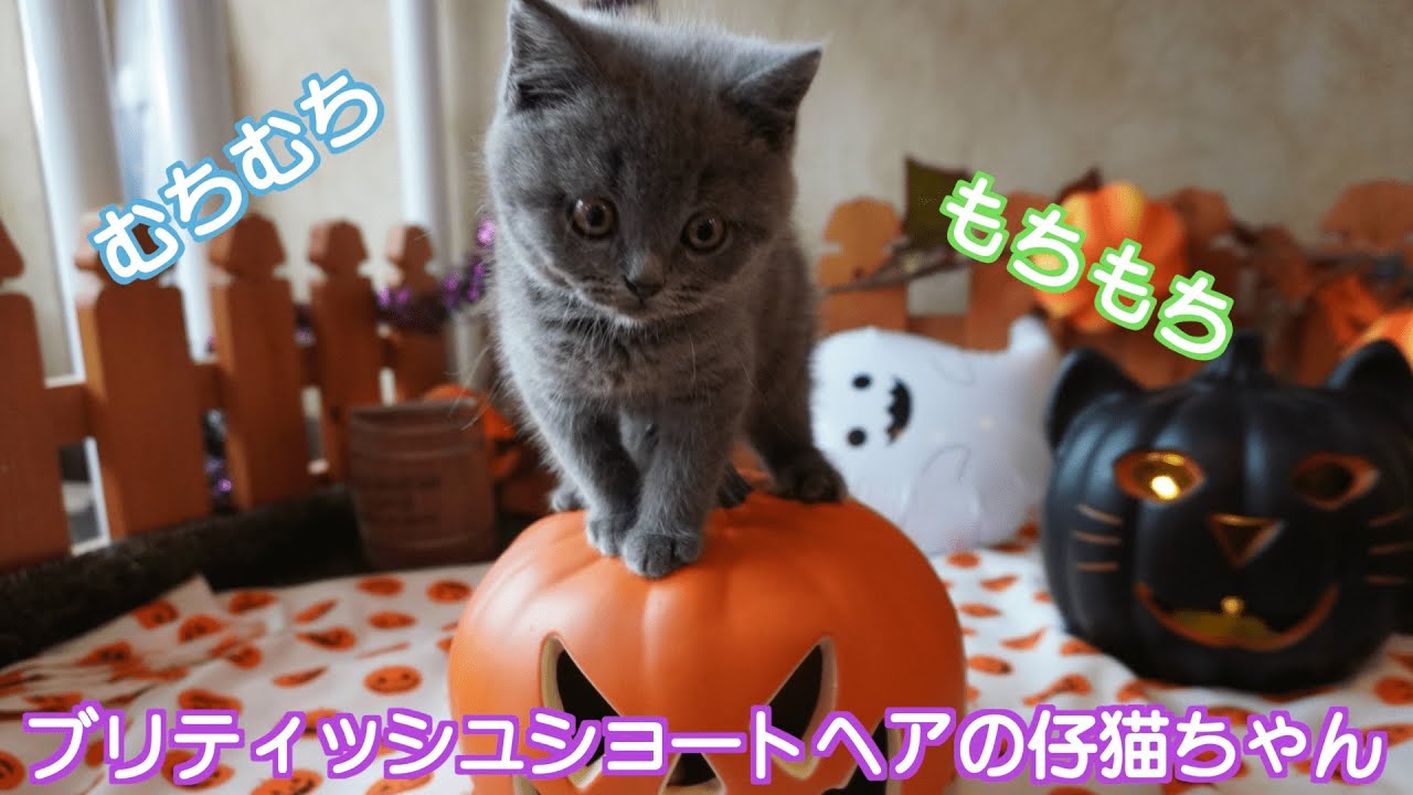 【ブリティッシュショートヘア　子猫】じゃれて遊ぶかわいい兄妹ちゃん❣️