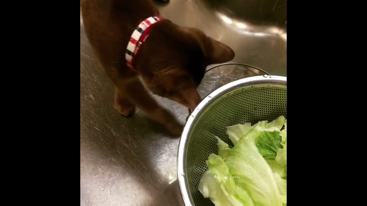 コラー！レタスの芯泥棒！仔猫アビシニアン泥棒現る。Abyssinian cat thief.