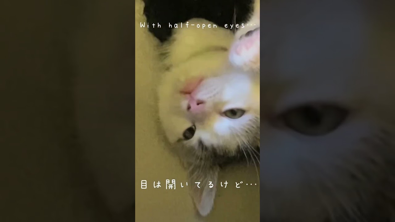 半目の子猫　起きてる？