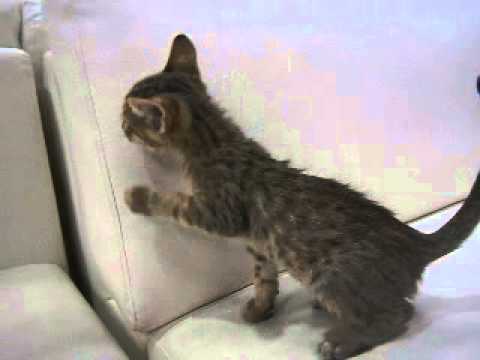 ペットショップCoo＆RIKU　エジプシャンマウ　No241906