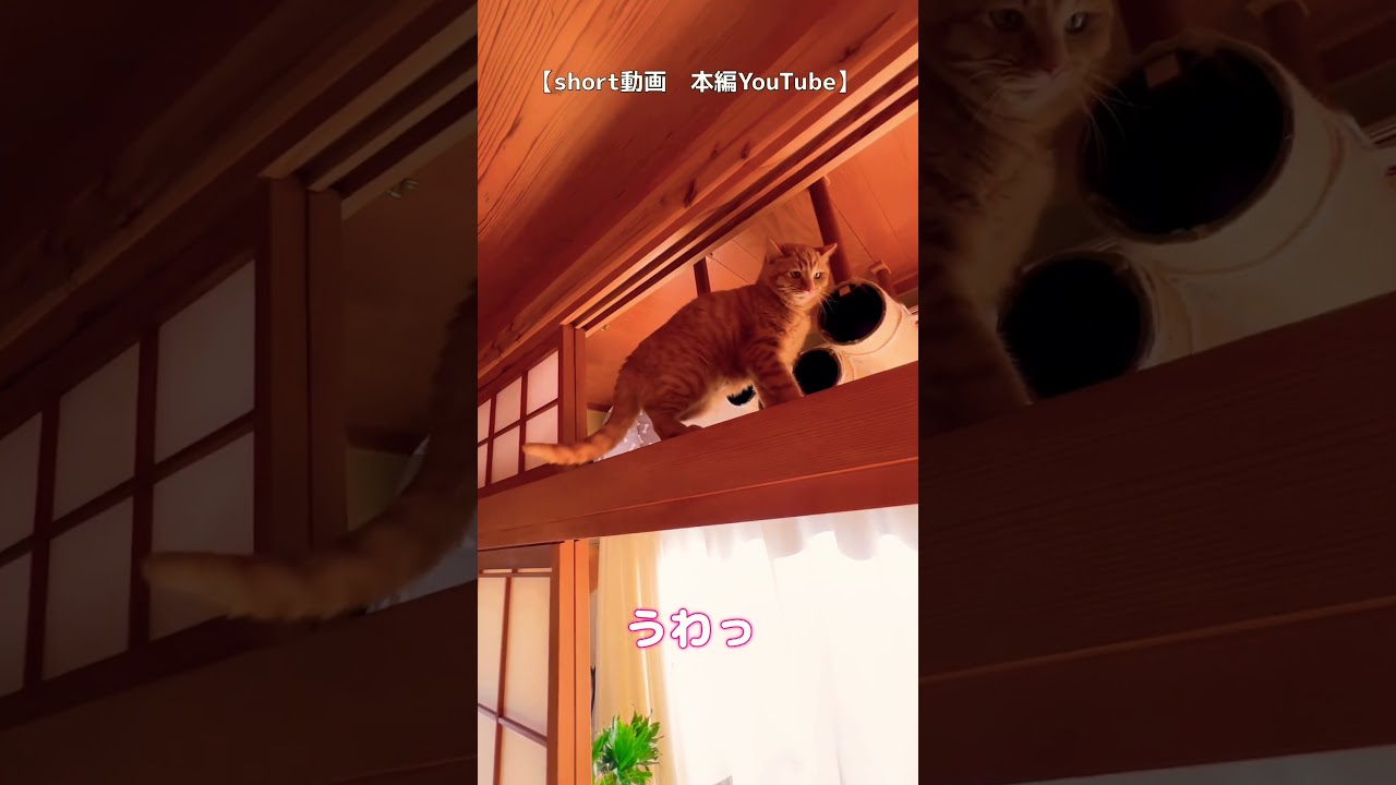 ノラ猫ねぇね　にゃーちゃん　姉弟そろってパパを見る目が冷たい😱