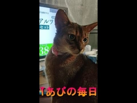 ネコ動画あび＃301　あびの毎日　アビシニアン　あび