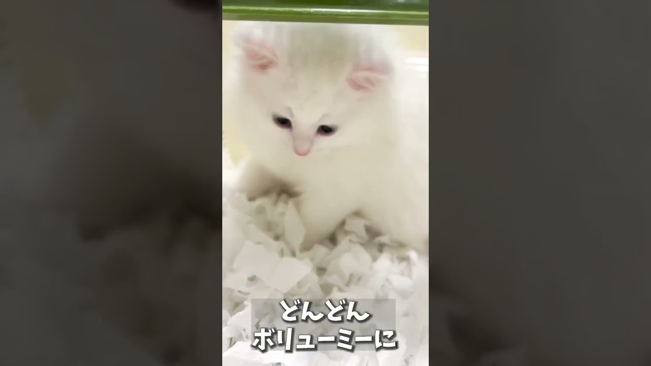 【子猫の成長記録】#shorts #ミヌエット #マンチカン #子猫