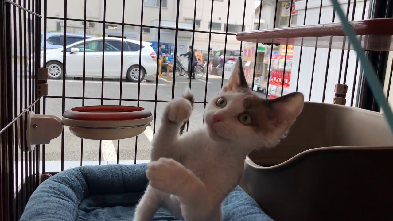 川口市のペットショップ　変わった猫　毛がくるくるの天然パーマ　デボンレックス