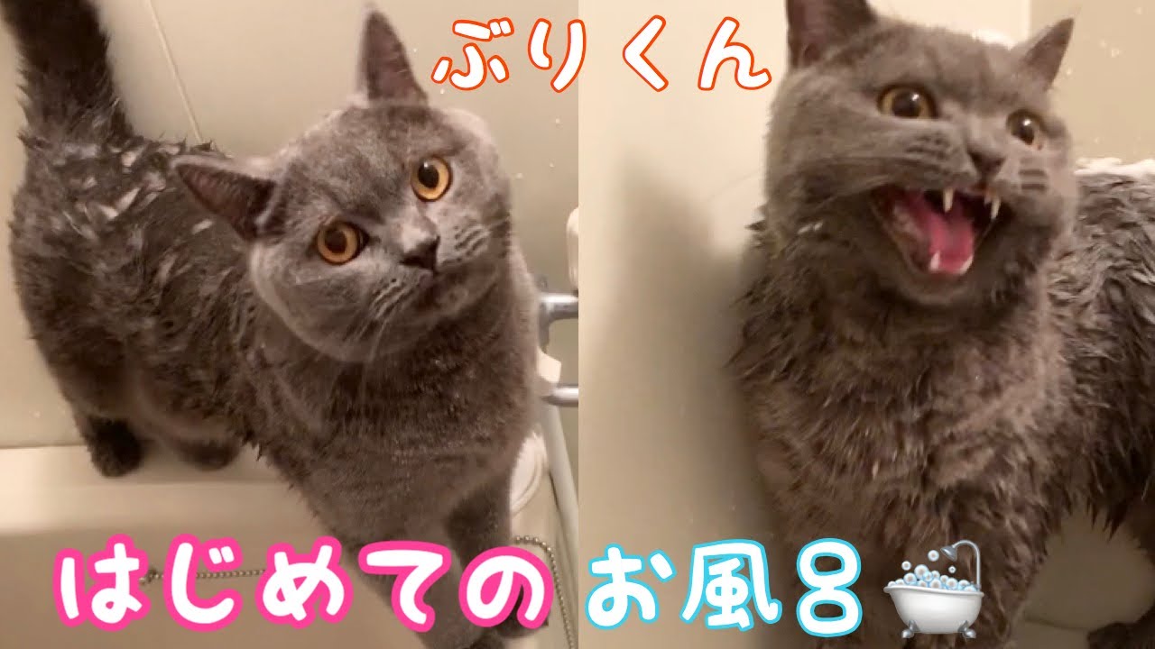 【お風呂】普段鳴かない猫が初めてのお風呂に挑戦！First bath【ブリティッシュショートヘア】Britishshorthair　ぶりくん