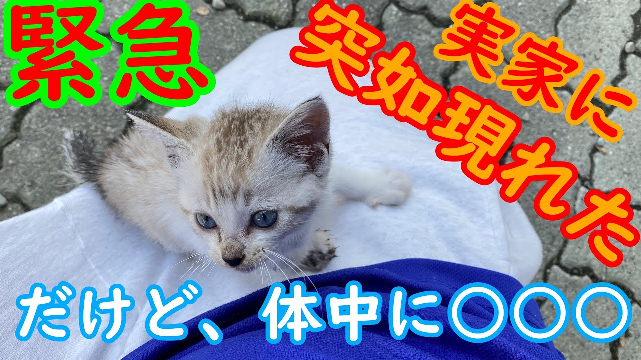 緊急！突如現れた子猫、しかし何かがおかしい…