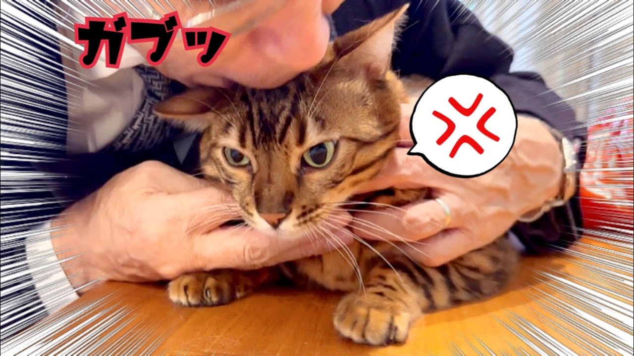 実家の父の激しい愛情表現にひたすら耐える猫達